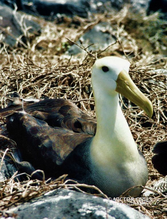 Albatros